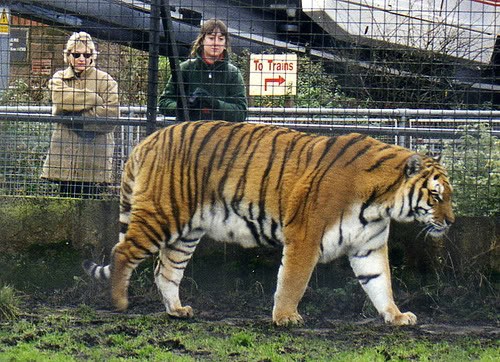 Breeding in captivity.