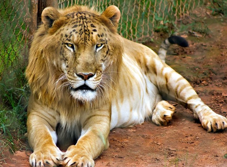 Leopon