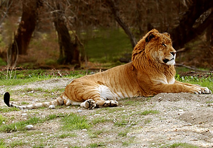 Liger or Tigon