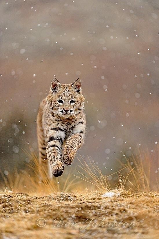 bobcat