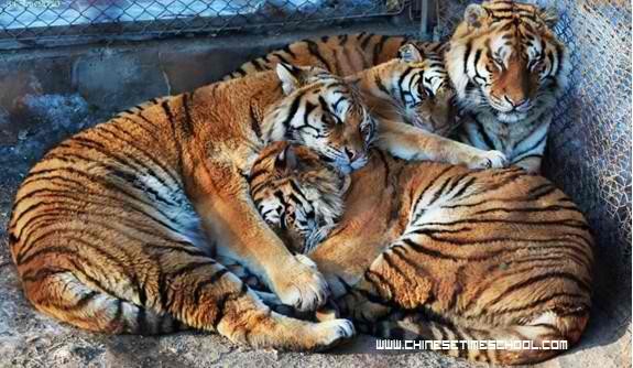 There are only 500 Siberian tigers left in the world.