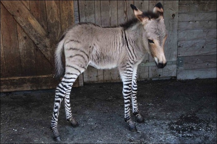 Zonkey