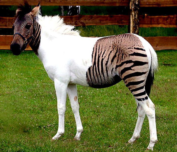 Zorse or Hebra