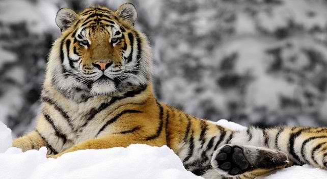 10 Siberian Tiger Facts That Would Show They Are Soon to Be Extinct