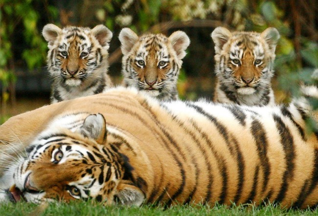Female Siberian tigers only produce five cubs.